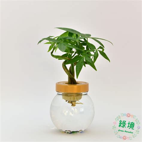 辦公室水耕植物風水